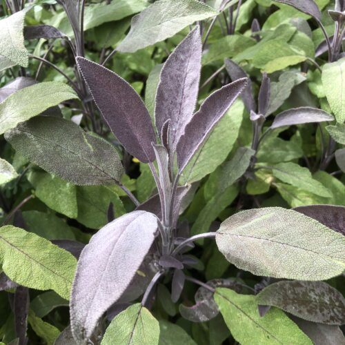 SAGE, PURPLE/RED