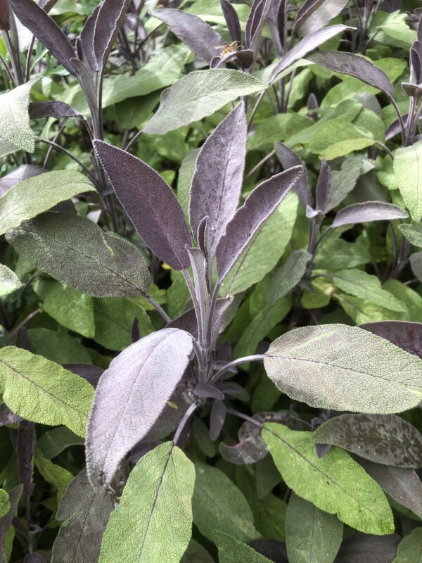 IMG_4937 SAGE, PURPLE/RED