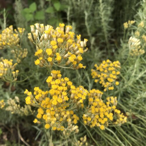 CURRY PLANT, DWARF