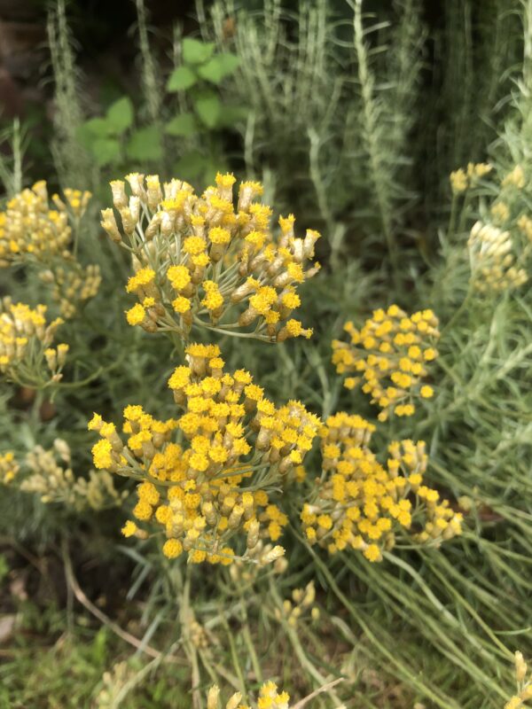 CURRY PLANT, DWARF