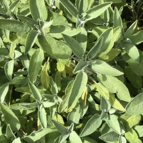 SAGE, BROAD LEAVED