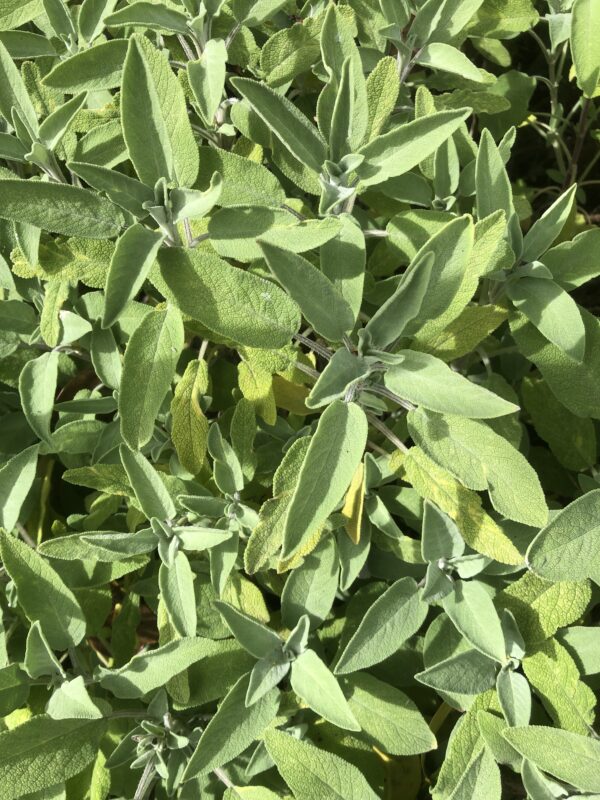 IMG_4945 SAGE, BROAD LEAVED