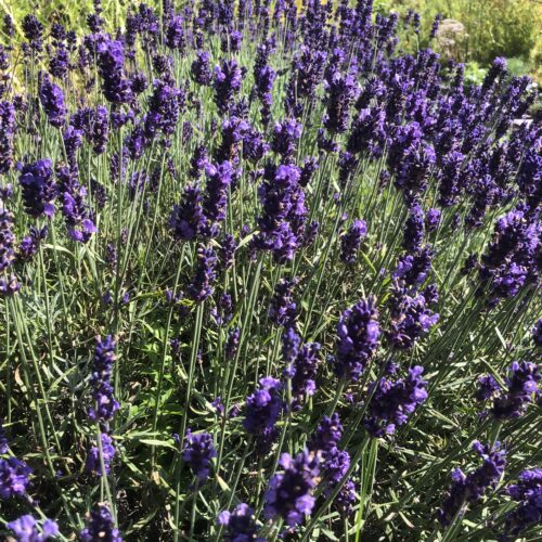 LAVENDER, HIDCOTE BLUE