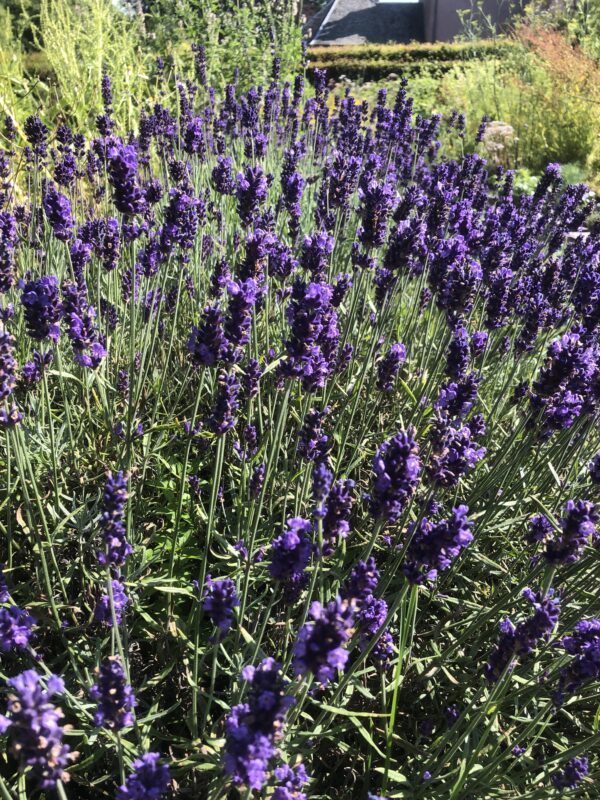IMG_4975 LAVENDER, HIDCOTE BLUE