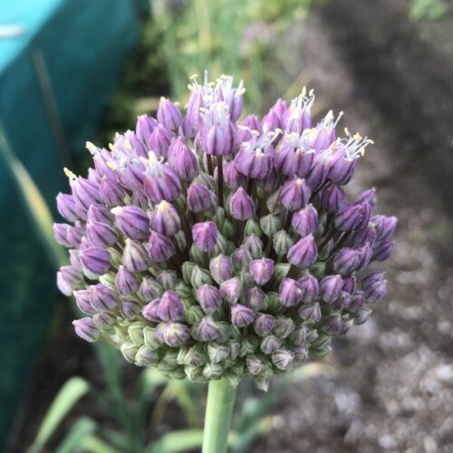 GARLIC, GIANT