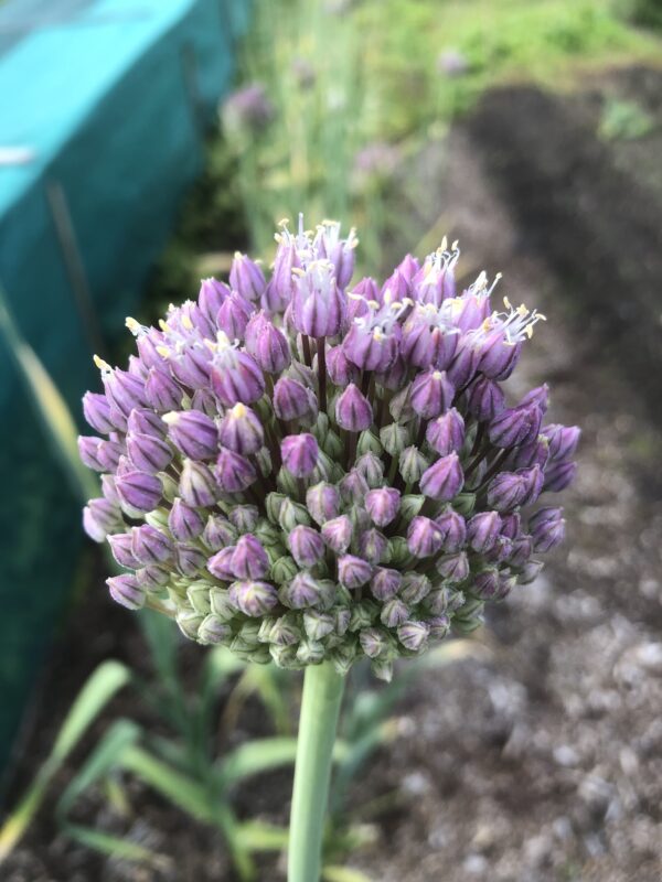 GARLIC, GIANT