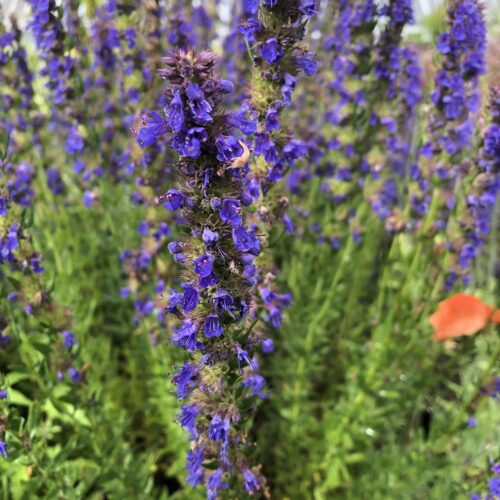HYSSOP, BLUE