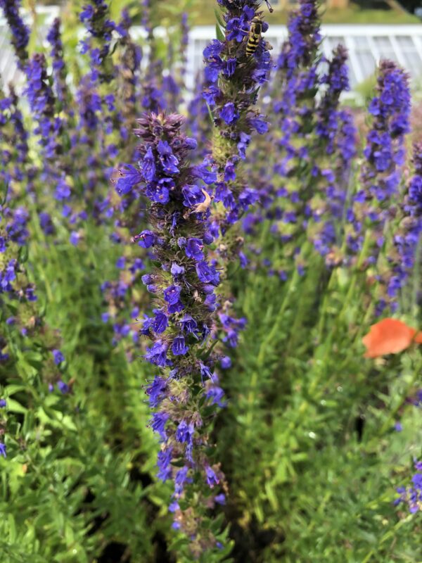 IMG_5054 HYSSOP, BLUE
