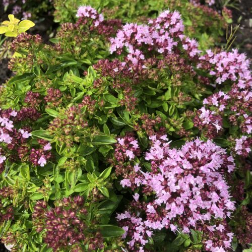 MARJORAM, DWARF