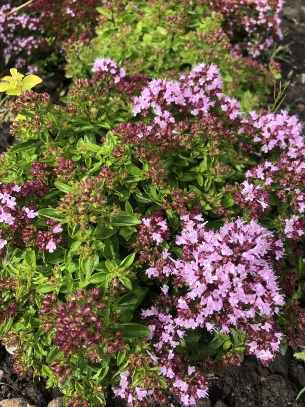 MARJORAM, DWARF