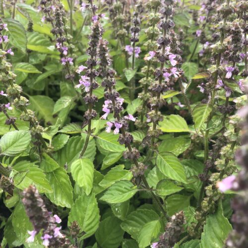 BASIL, SACRED or  TULSI