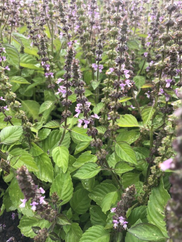IMG_5064 BASIL, SACRED or TULSI