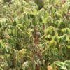 OCA