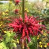 BERGAMOT, POYNTZFIELD PINK