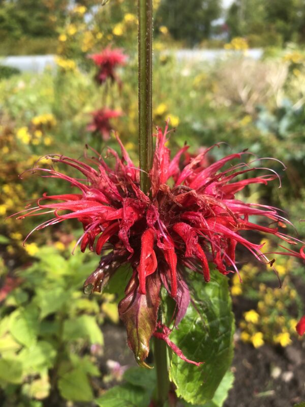 IMG_5073 BERGAMOT, POYNTZFIELD PINK