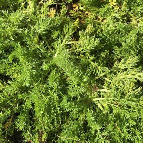 CHAMOMILE, LAWN or TRENEAGUE