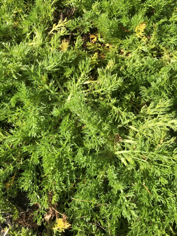 IMG_5080 CHAMOMILE, LAWN or TRENEAGUE