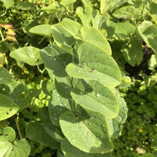 BIRTHWORT