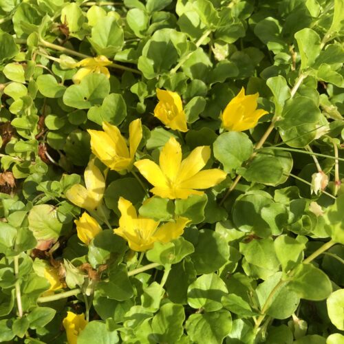 CREEPING JENNY