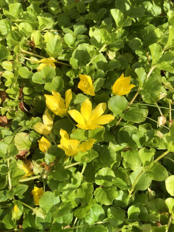 IMG_5085 CREEPING JENNY