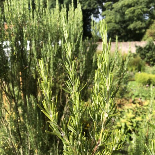 ROSEMARY, MISS JESSOPP'S UPRIGHT