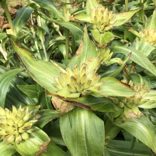 GENTIAN, TIBETAN