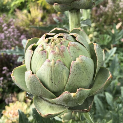 ARTICHOKE, GLOBE