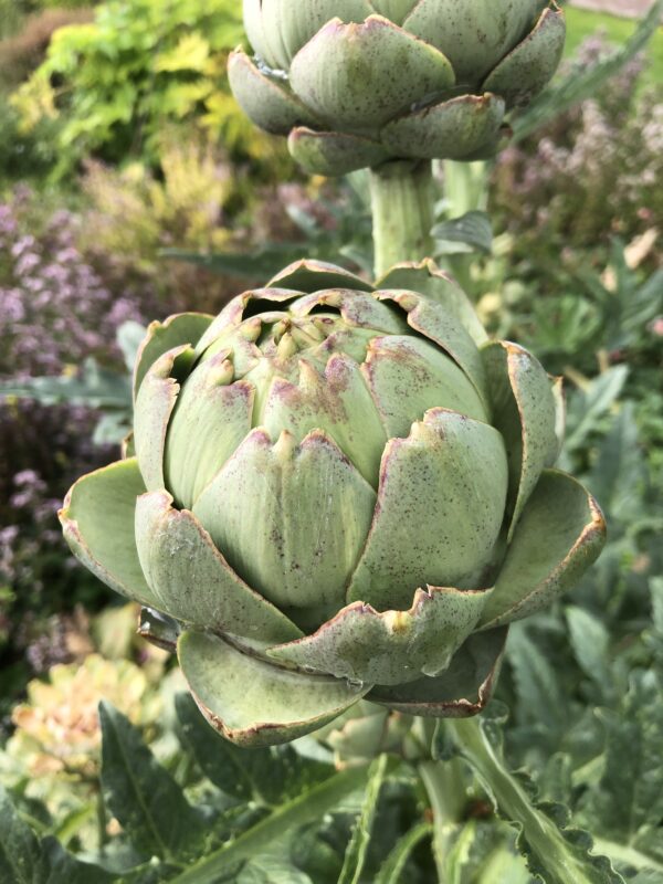 IMG_5096 ARTICHOKE, GLOBE