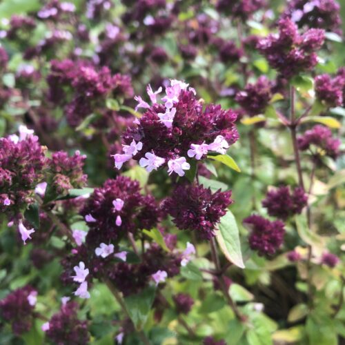 MARJORAM, POT