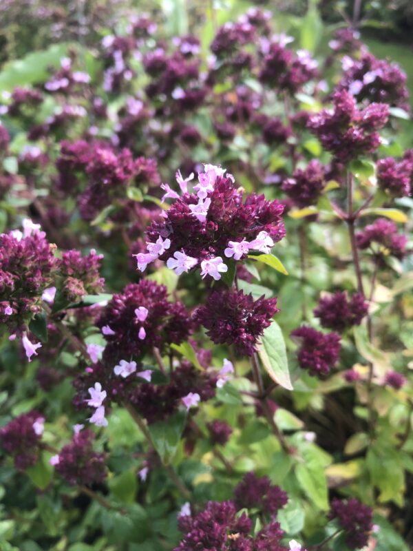 IMG_5099 MARJORAM, POT