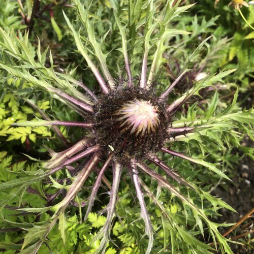 CARLINE THISTLE