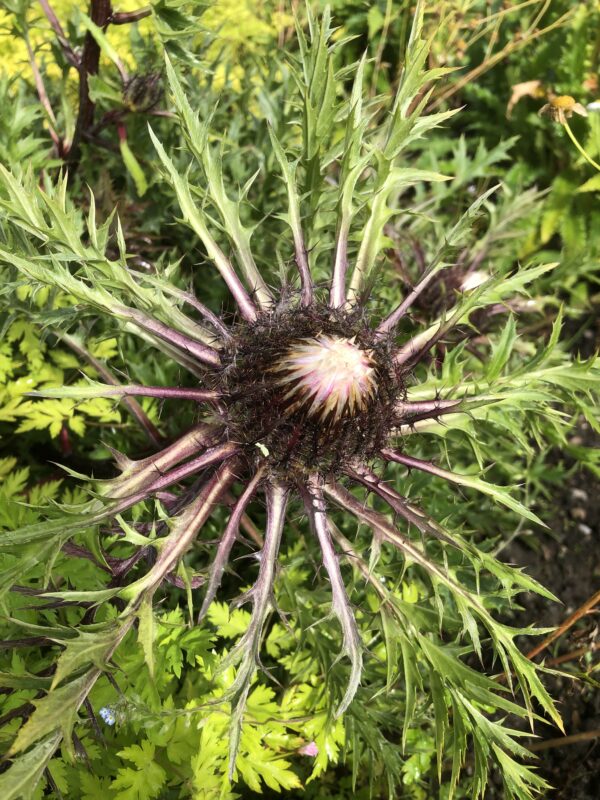 CARLINE THISTLE