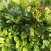 LOVAGE, SCOTS