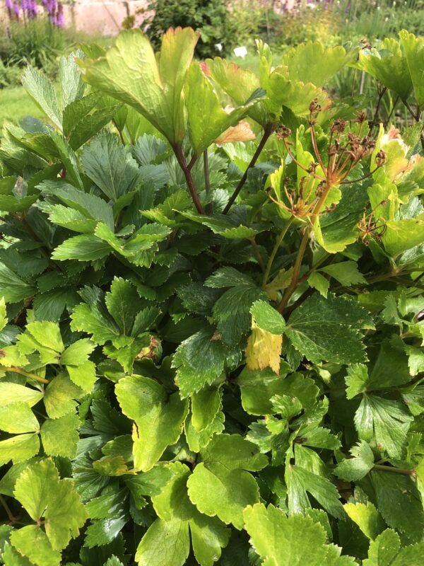 IMG_5110 LOVAGE, SCOTS