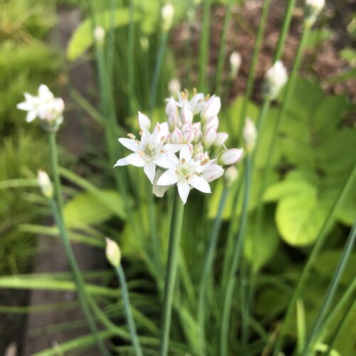 CHIVES, GARLIC