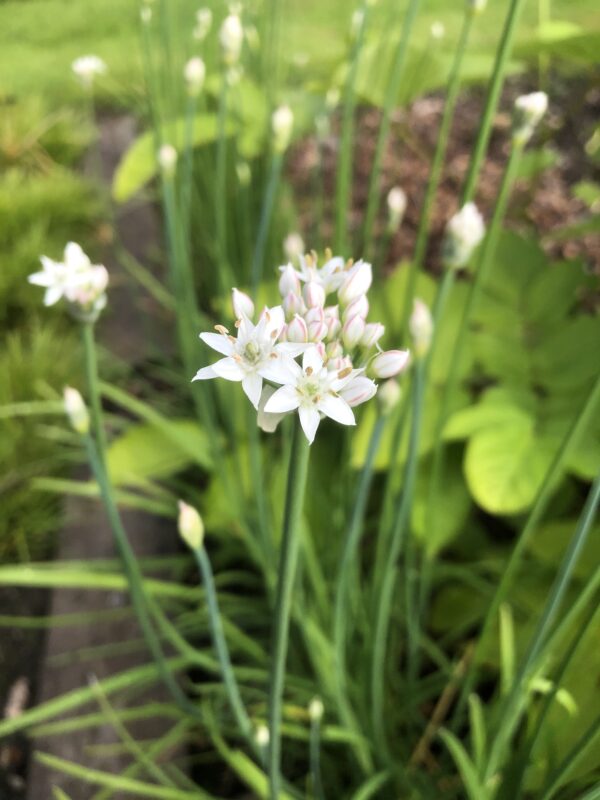 IMG_5113 CHIVES, GARLIC