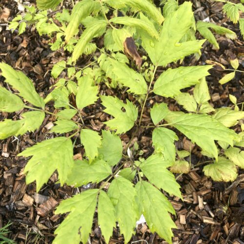 COHOSH, BLACK