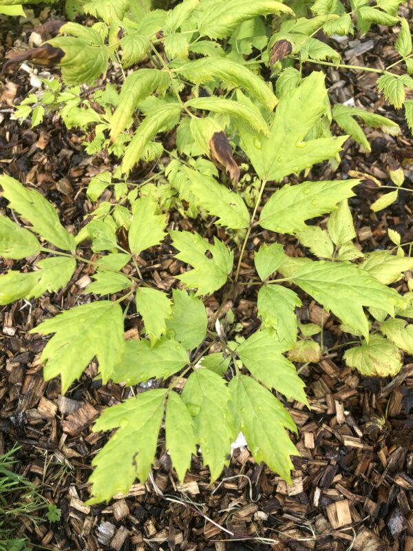 COHOSH, BLACK