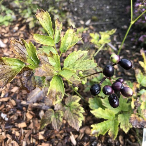 BANEBERRY, BLACK