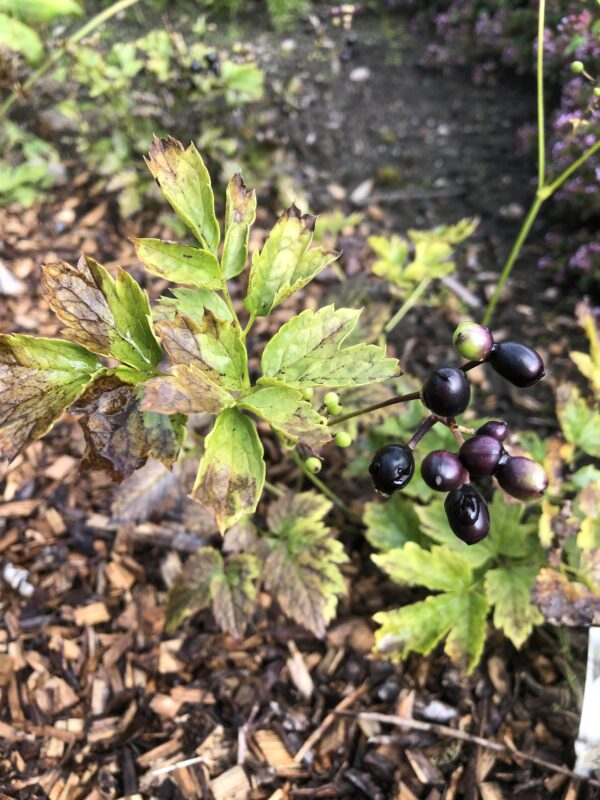BANEBERRY, BLACK