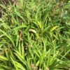 SPIKENARD, HIMALAYAN