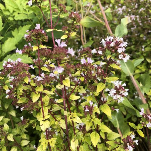 MARJORAM, GOLD