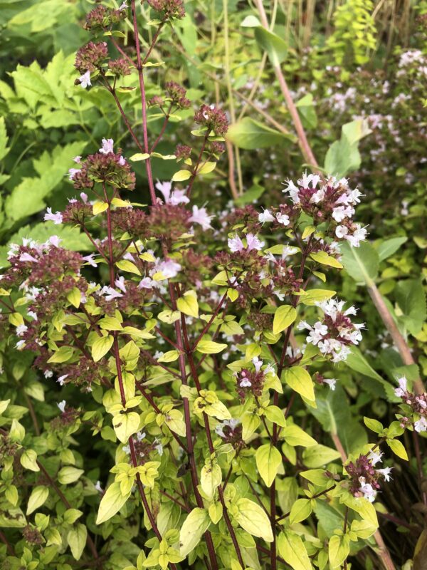 IMG_5136 MARJORAM, GOLD