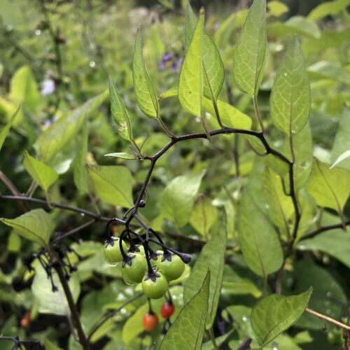BITTERSWEET / WOODY NIGHTSHADE