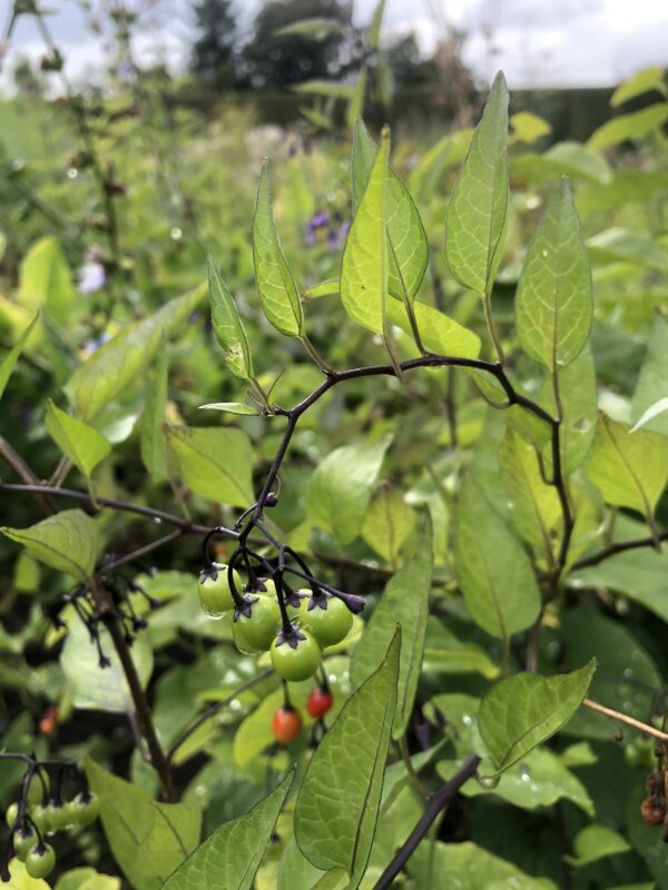 IMG_5146 BITTERSWEET / WOODY NIGHTSHADE