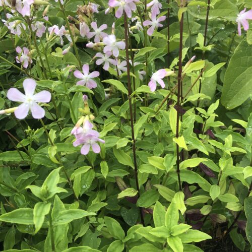SOAPWORT