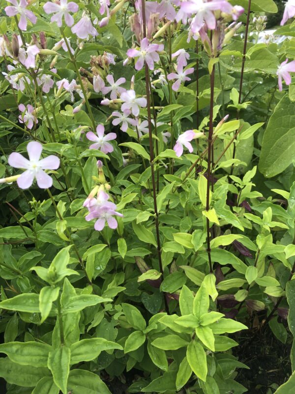 IMG_5147 SOAPWORT