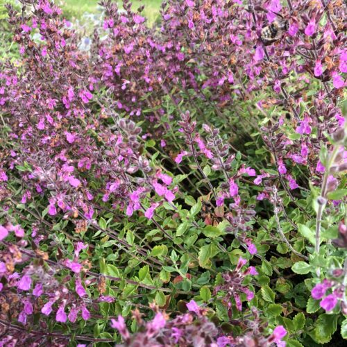 WALL GERMANDER