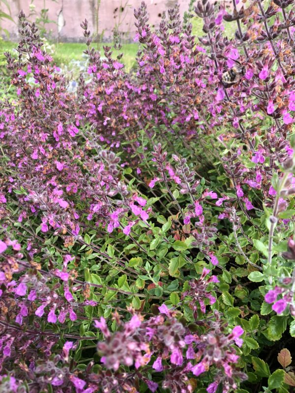 WALL GERMANDER