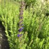 IMG_5159 HYSSOP, DWARF